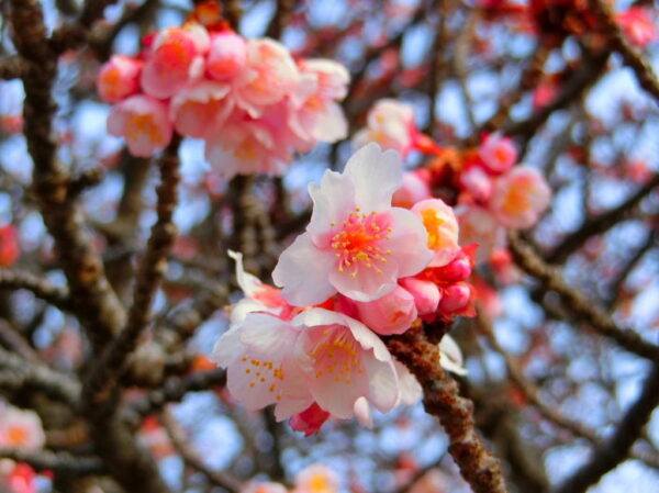 熱海桜