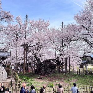 sakura_02