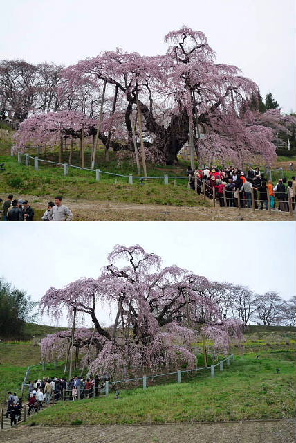 滝桜～