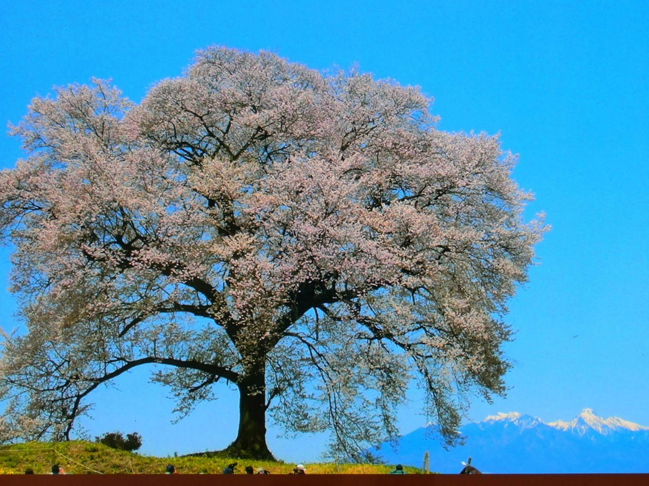 /img/repo/2020/04/09/img/2000sakura__04.jpg
