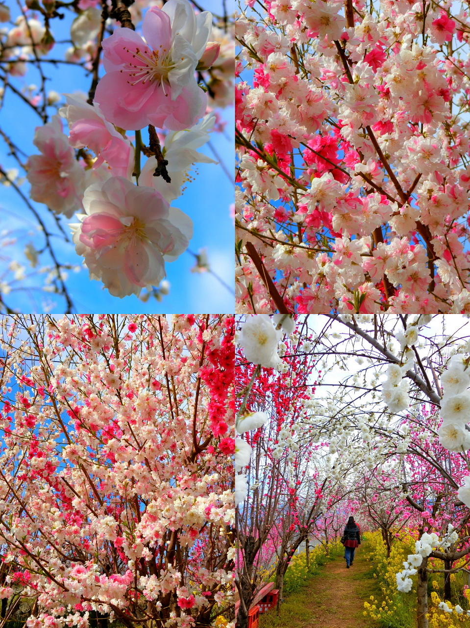 /img/repo/2020/04/09/img/2000sakura__14.jpg
