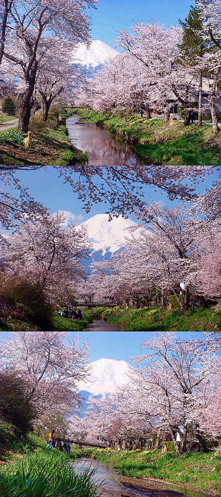/img/repo/2020/04/10/img/sibazakura45-thumb-600x1347-54104.jpg
