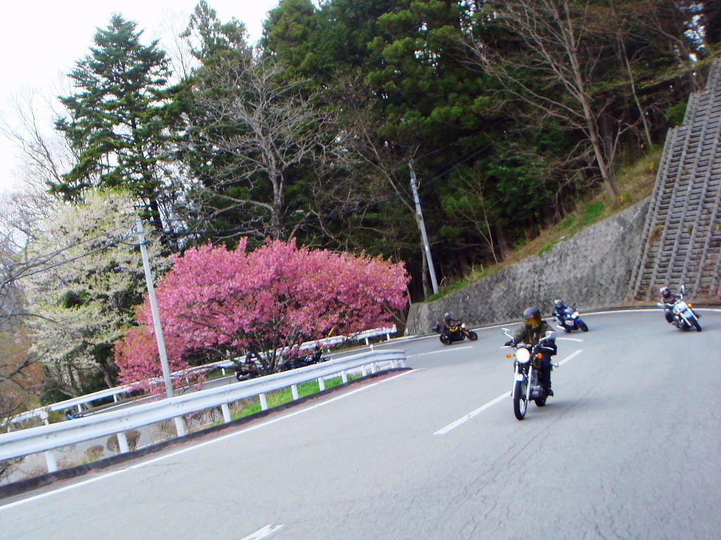 /img/repo/2021/04/04/img/jindaijisakura_01.jpg