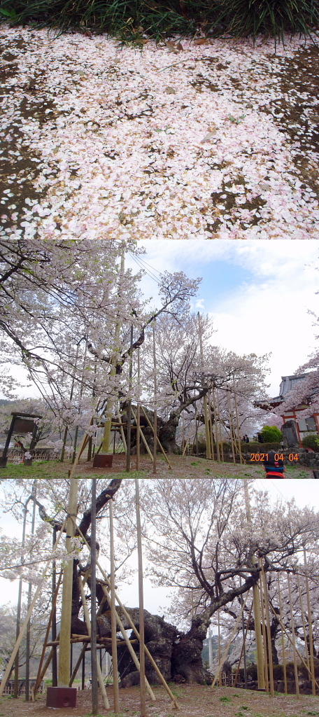/img/repo/2021/04/04/img/jindaijisakura_23.jpg