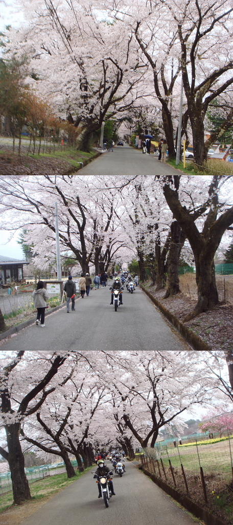 /img/repo/2021/04/04/img/jindaijisakura_35.jpg